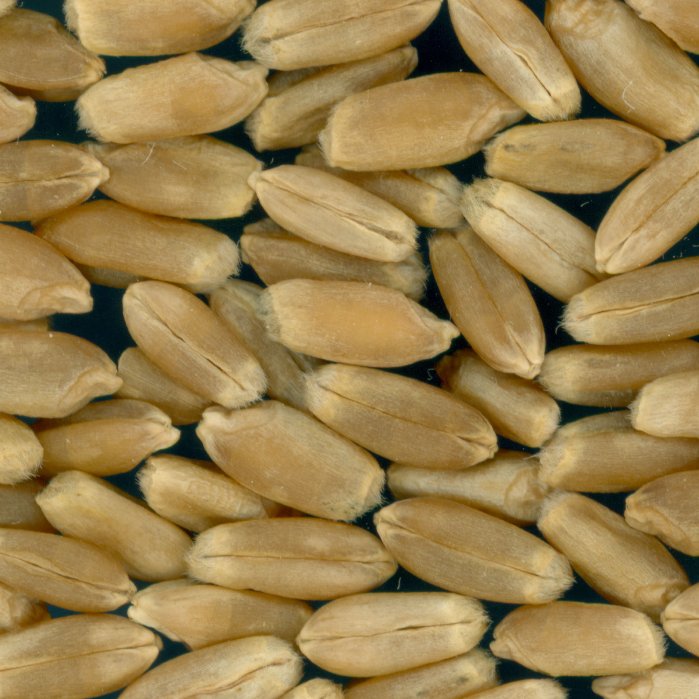 KERNELS